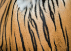 Tijger vel